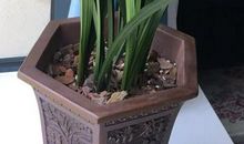 我爱家中的兰草