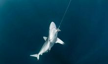 垂死挣扎的蝴蝶