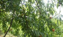 与树苗在阳光下成长