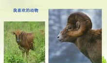 和动物交朋友作文200字