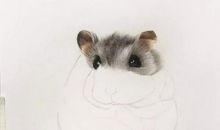 爱撒娇的小仓鼠