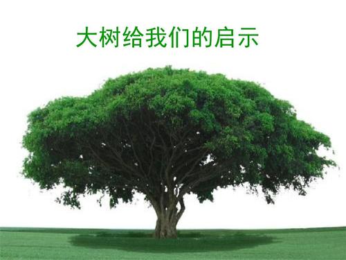 树上的启示