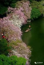 花一定要耀眼