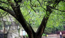 黄桷树给我的启示