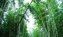 倾听竹林的声音