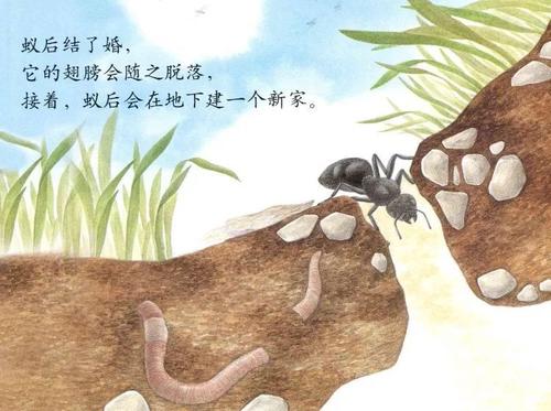 阅读后的蚂蚁大力士
