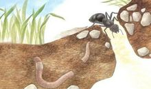 蚂蚁大力士读后感