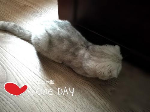 老鼠狩猎
