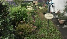 英国女孩喂鸽子议论文