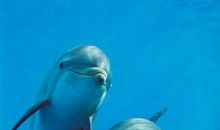 人间精灵——海豚