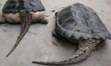 鳄鱼龟