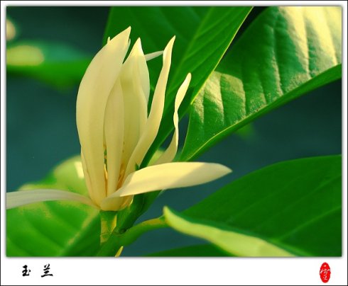 玉兰花在阳光下