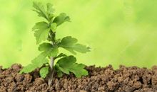 一棵伟大的小树