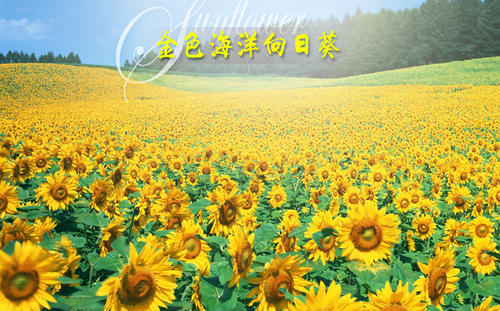 北京仲夏夜