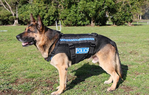 警犬