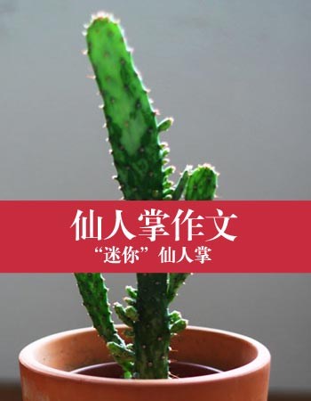 仙人掌顽强的精神