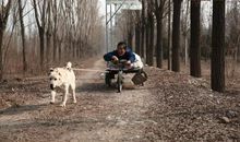 忠爱无言观后感