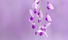 牵挂是一朵无声的花