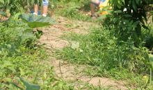 三年级作文摘桃子