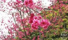 让心在春日绽放