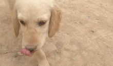 我家的小狗“小不点”