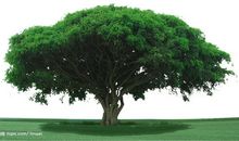 一棵大树的诉说