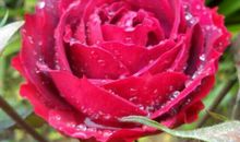 风雨彩虹，铿锵玫瑰