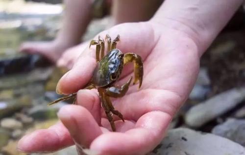 螃蟹在海边捉