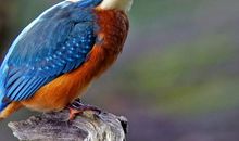 我最喜欢的鸟儿