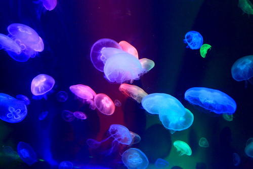 魔术水族馆