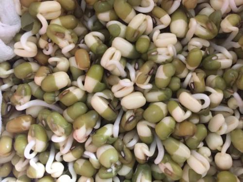 观察豆芽的发芽日记