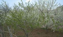 我爱家乡的李子