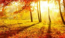 描写枫树的作文