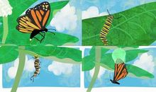 一段化茧成蝶的旅程