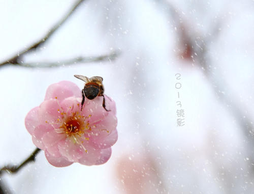 梅赞