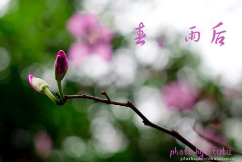 雨后的春天