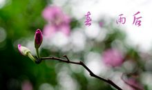 雨后的春天