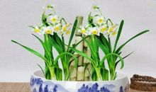 我喜欢的水仙花