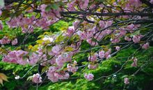 我与那美丽落花的邂逅