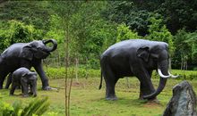 云南野象谷之行