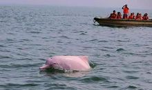 我与海豚亲密接触