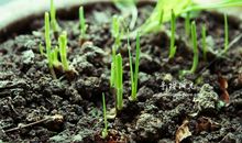 我在相册里寻找阳光