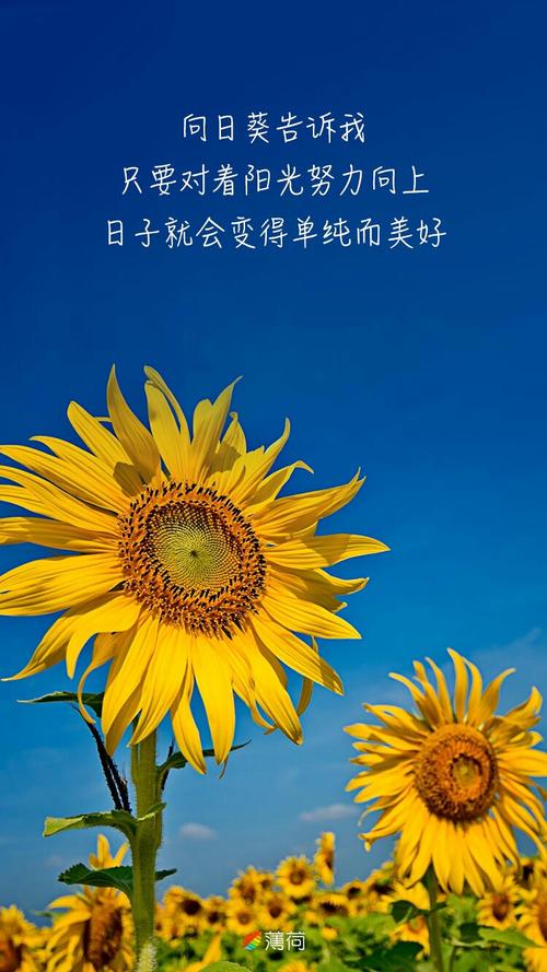 我正在寻找阳光
