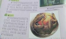 勇敢的鸡宝宝写一段话