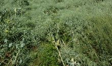 清明扫墓变迁记