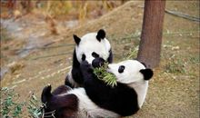 游熊猫基地