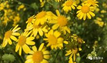 生活处处是美景