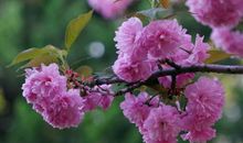 又是一年樱花开