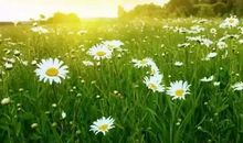 我在冬日里寻找阳光