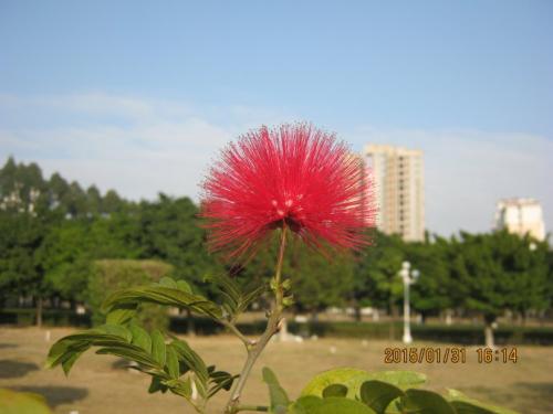 静荷花